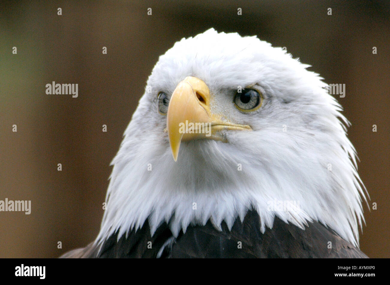 Bald eagle (Haliaeetus leucocephalus) the national emblem of the United States Stock Photo