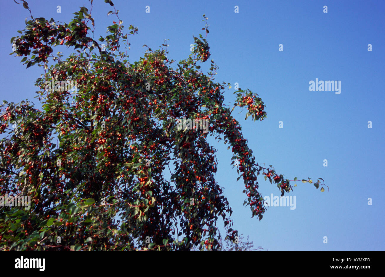 Pyrus Balansae, red pear tree, Kew Gardens, Surrey, UK Stock Photo
