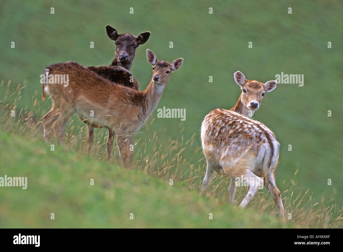 Fallow Deer (Cervus dama, Dama dama), family standing on a slope Stock Photo