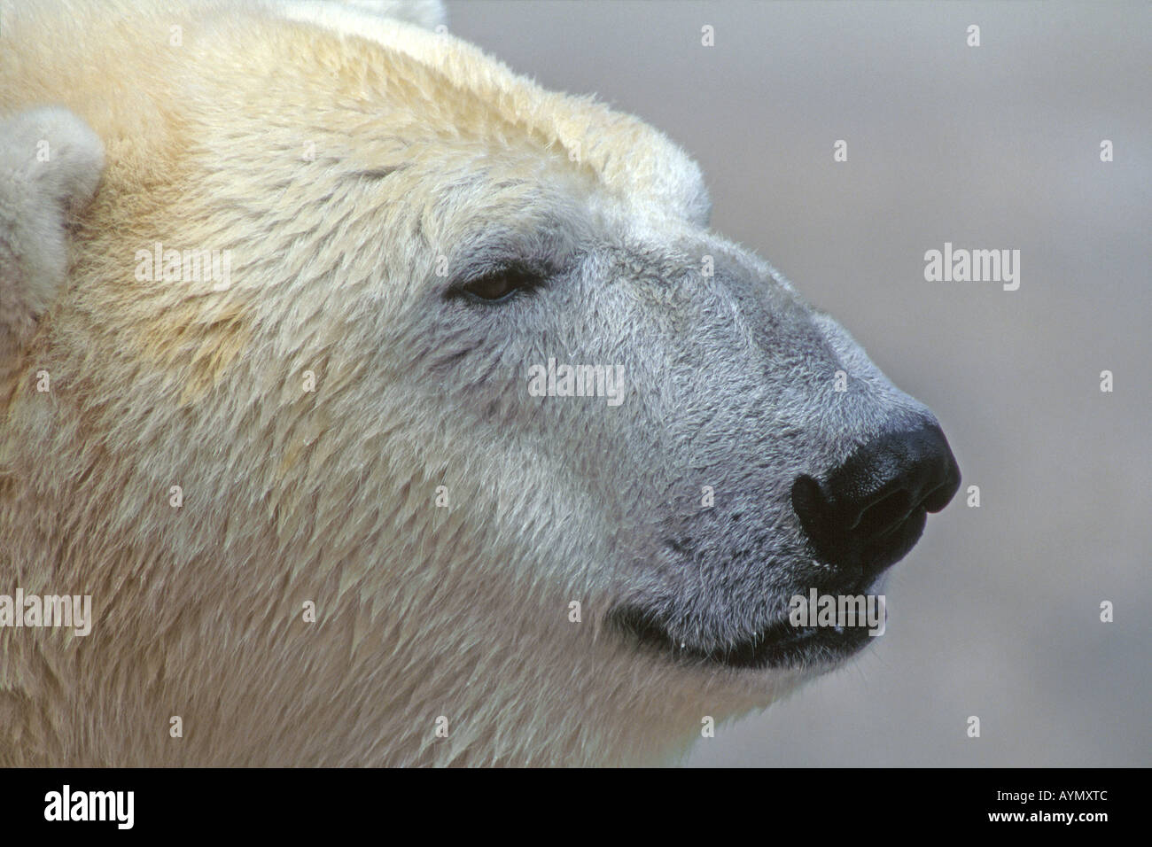 Polar Bear (Ursus maritimus, Thalarctos maritimus), portrait Stock Photo