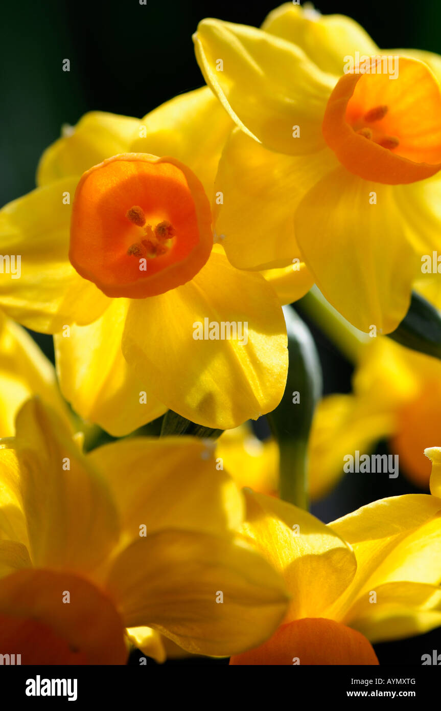 Narcissus tazetta group grand soleil d'or yellow daffodils backlit by bright sunshine sunlight Stock Photo