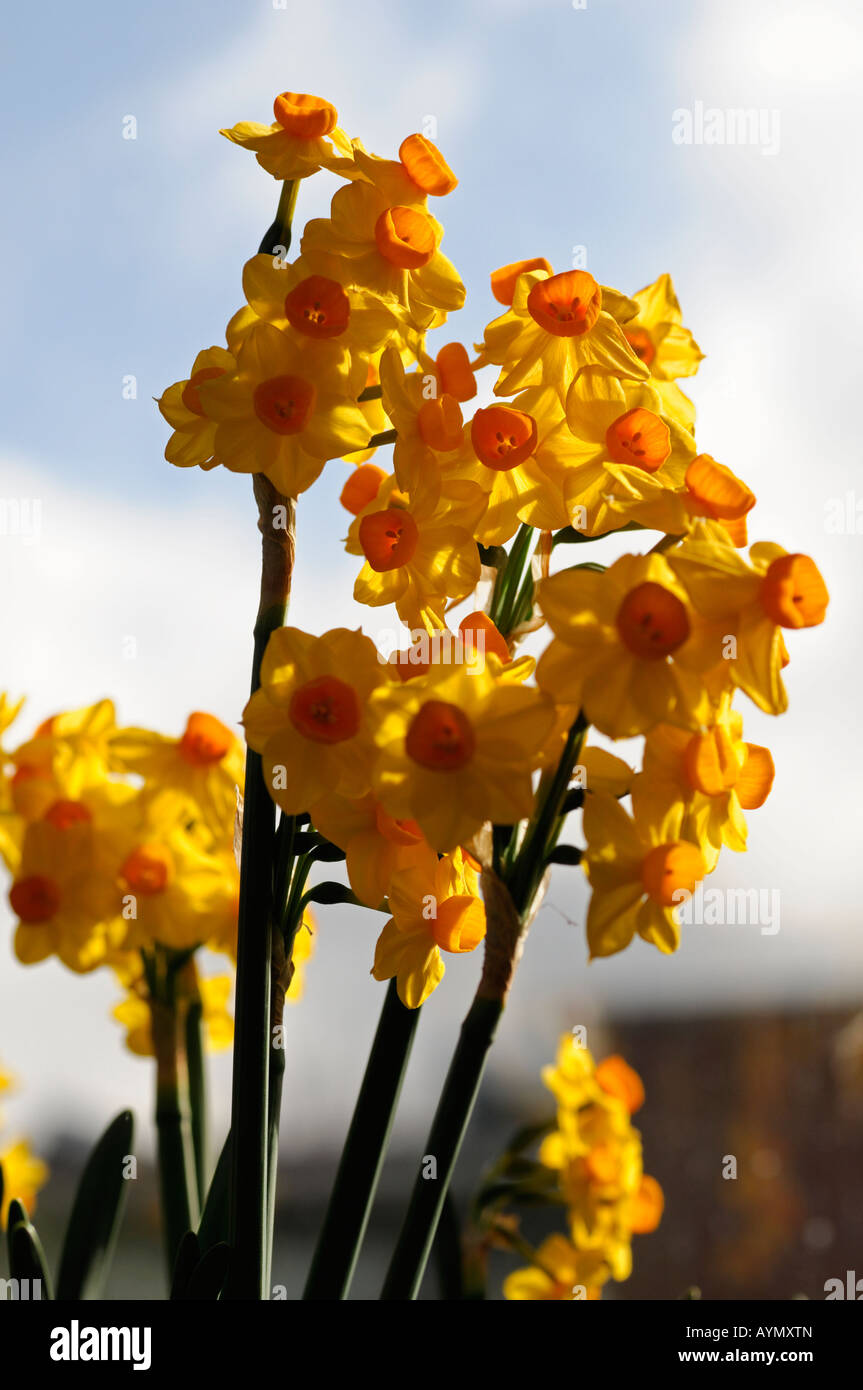 Narcissus tazetta group grand soleil d'or yellow daffodils against a blurred blue sky background Stock Photo