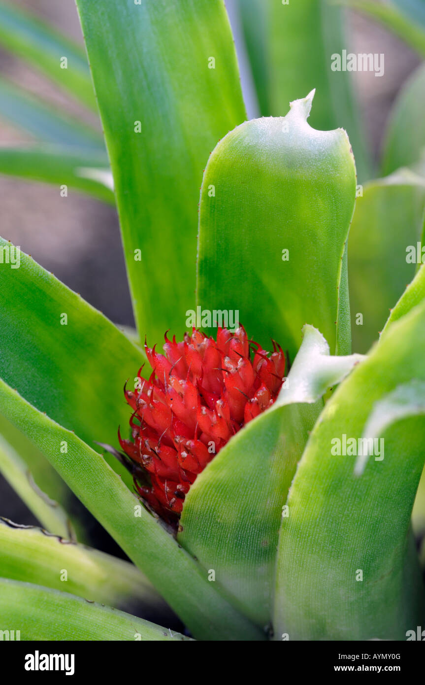 Nidularium fulgens bromeliad red flower closeup close up macro Stock Photo