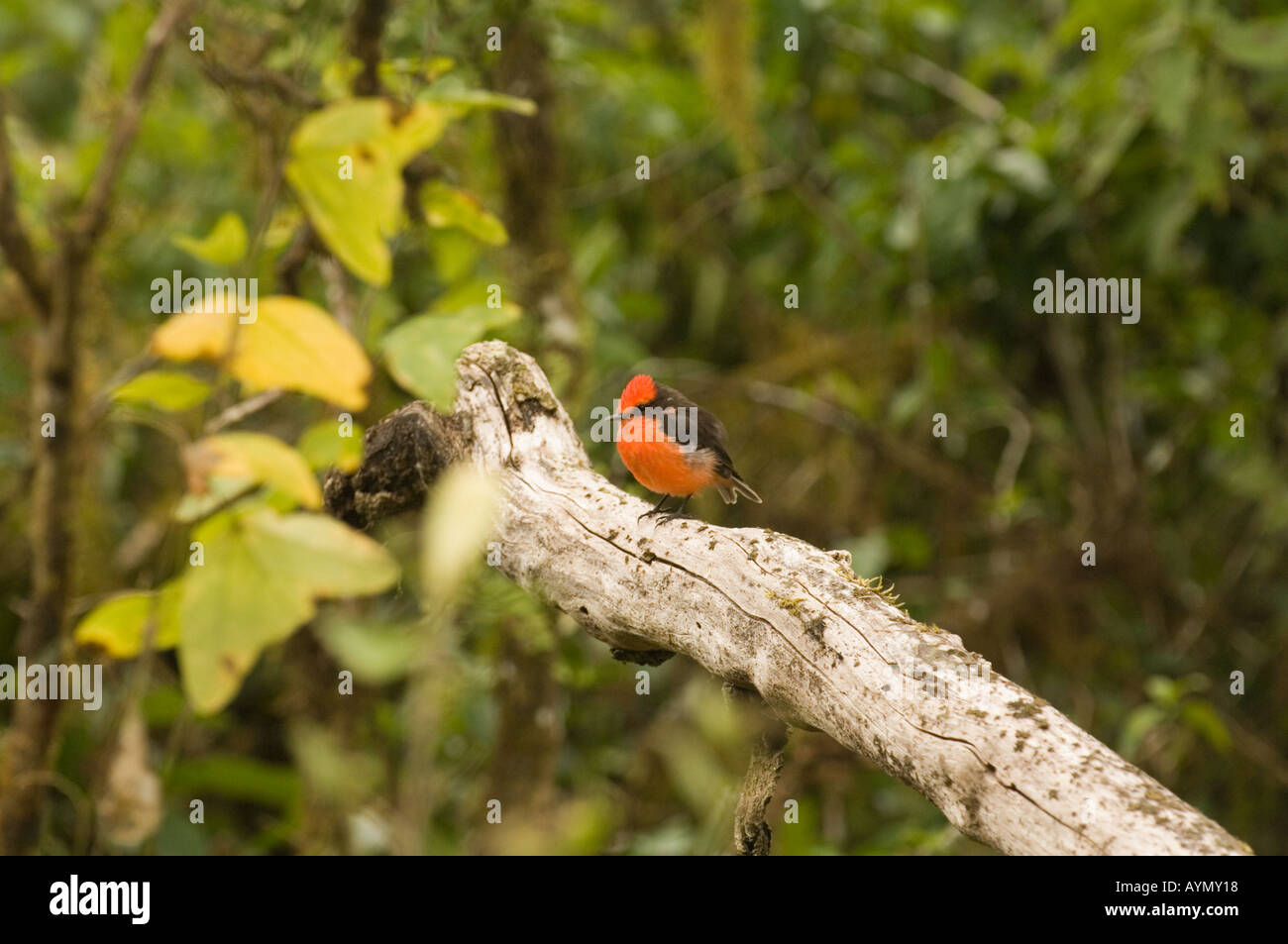 Vermilion Flycatcher (Pyrocephalus rubinus) adult male perched on branch Santa Cruz  highlands scalesia forest Galapagos Ecuador Stock Photo