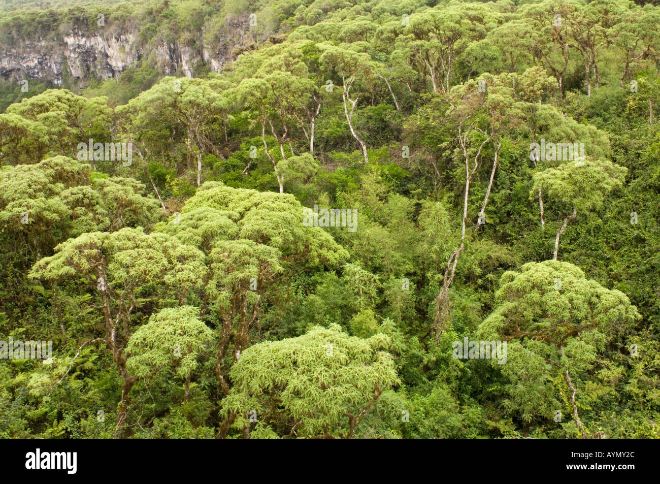 The scalesia zone with Daisy tree (Scalesia pedunculata) Los Gemelos pit crater Santa Cruz highlands Galapagos Pacific Ocean Stock Photo