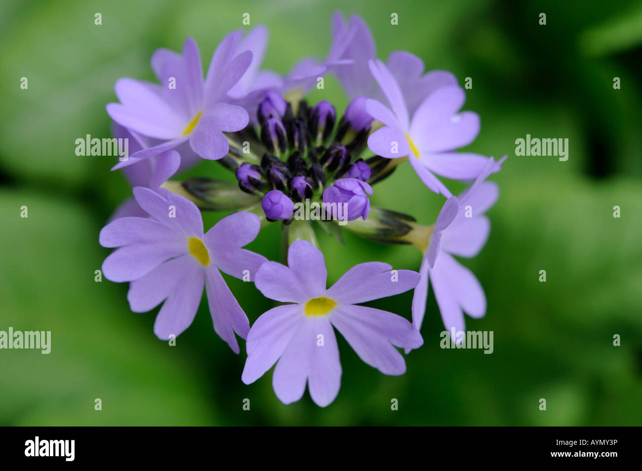 Primula denticulata drumstick primrose purple flower closeup close up macro Stock Photo