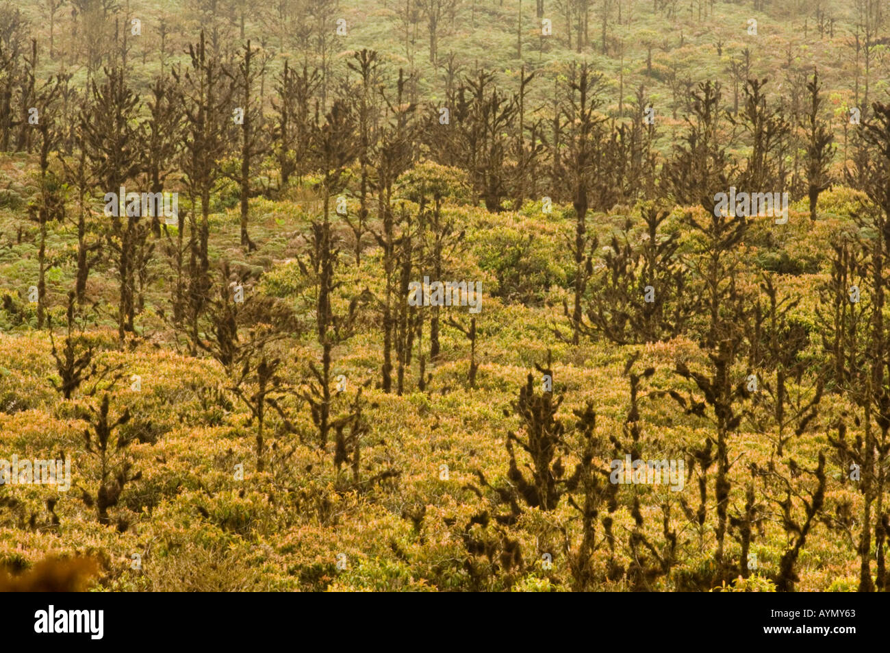 Quinine, fever trees (Cinchona succirubra) introduced, Santa Cruz Highlands,  Galapagos, Ecuador, Pacific coast , South America Stock Photo