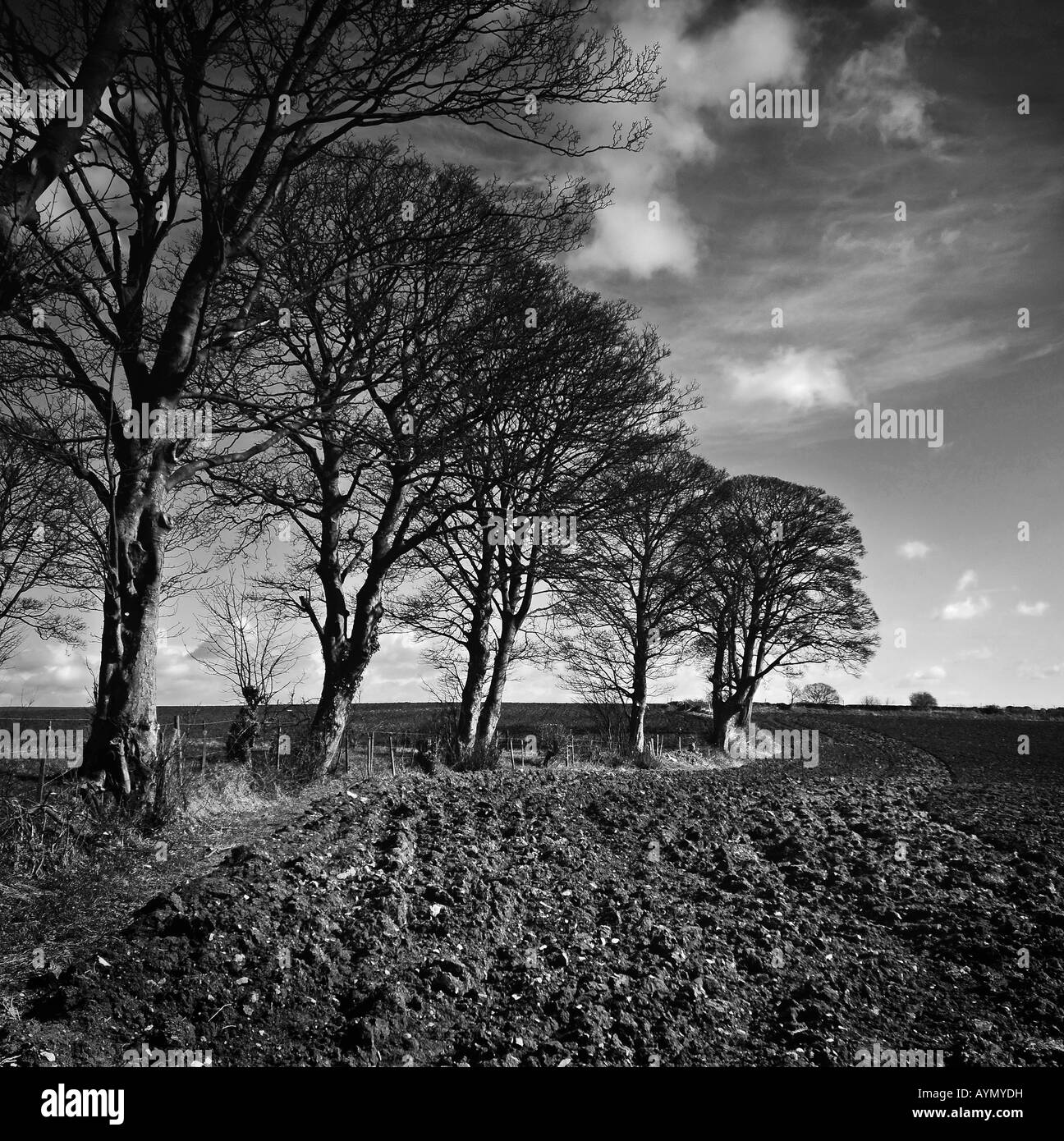 Treeline between two ploughed fields with dramatic clouds Stock Photo ...