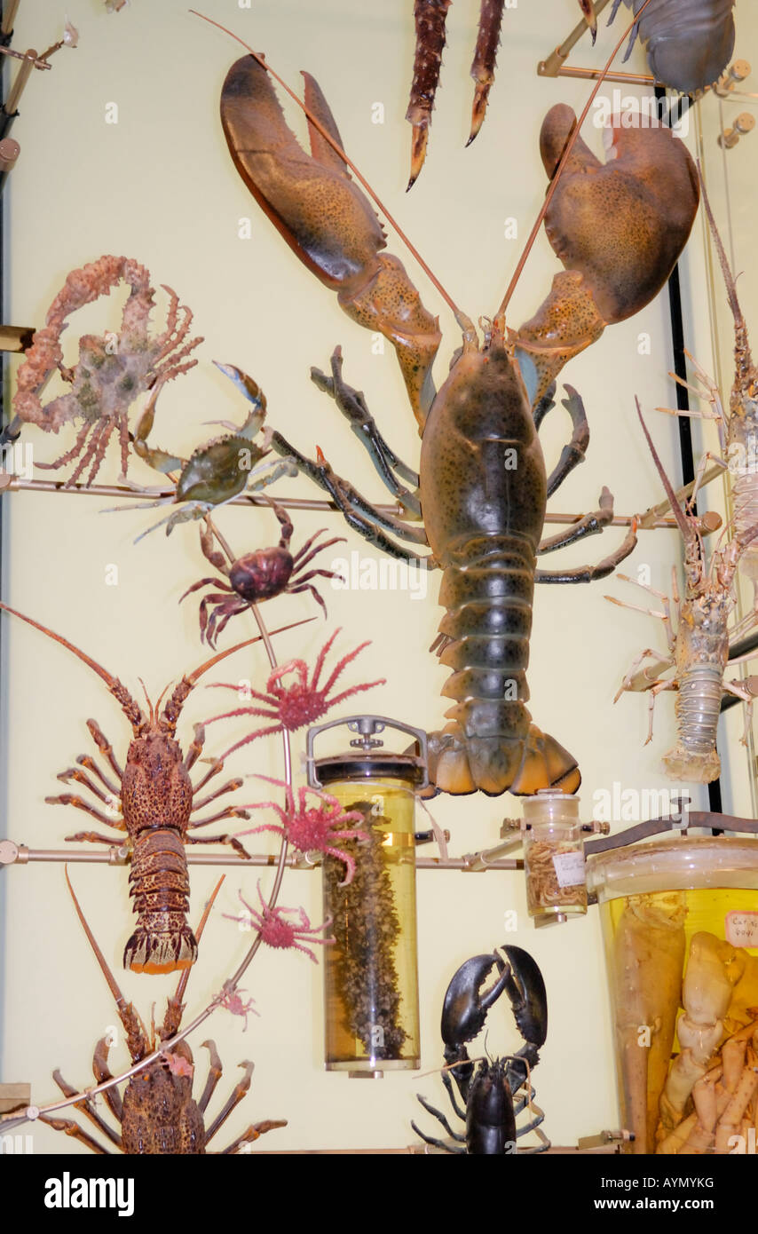 A display of Crustaceans in the Hall of Biodiversity American Museum of Natural History New York Stock Photo