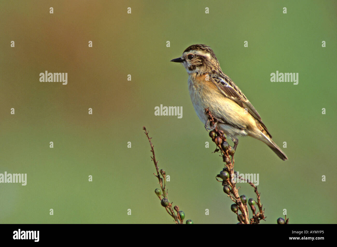 Whinchat (Saxicola rubetra) female perched on twig Stock Photo