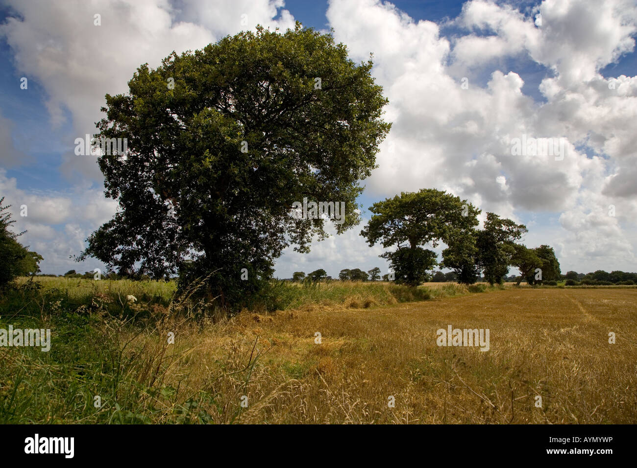 Oak Trees in Farmland Southrepps Norfolk 1 of 12 August Stock Photo