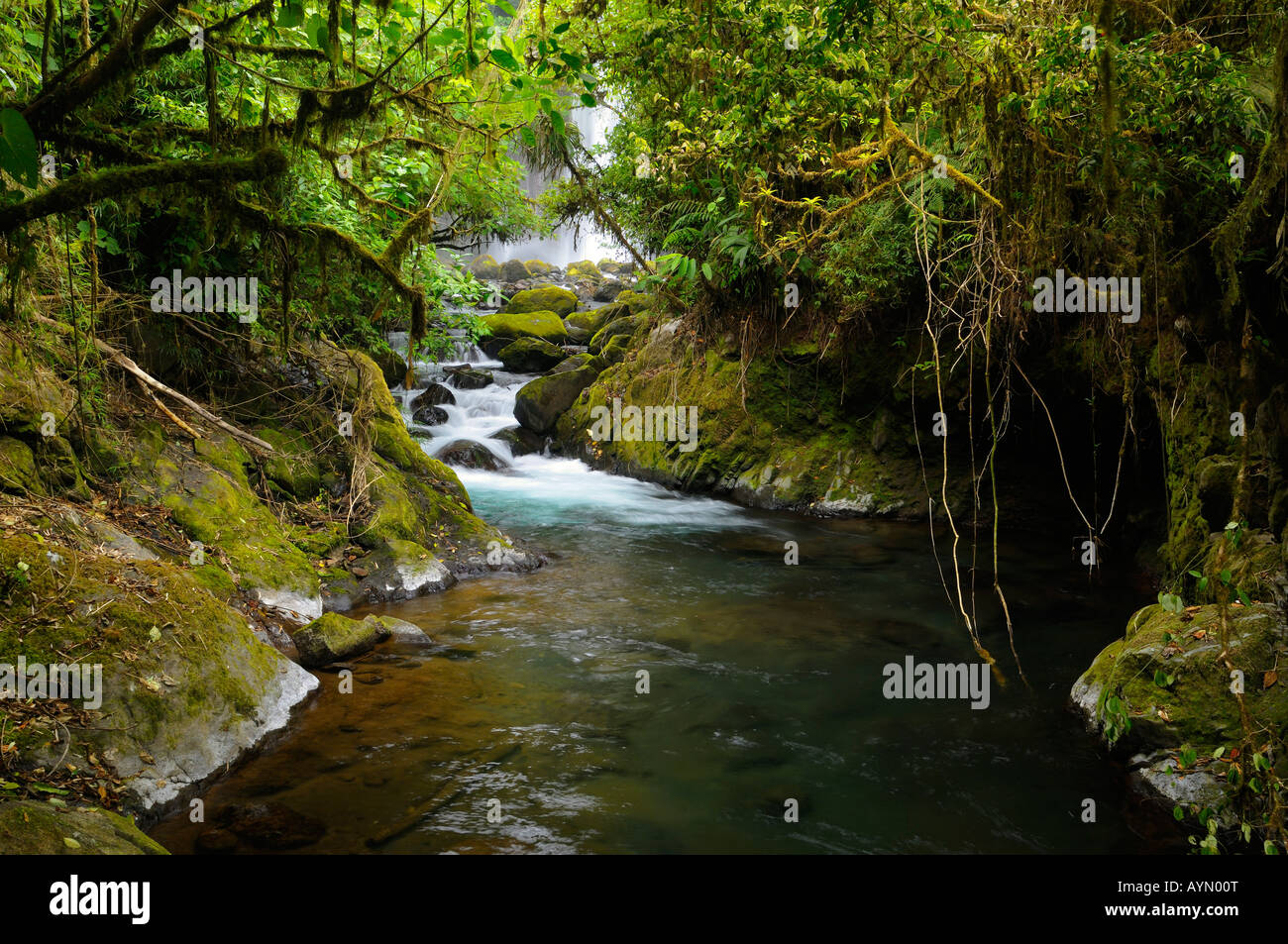 Thick tropical rainforest jungle and stream with waterfall at Poas volcano La Paz Gardens Costa Rica Stock Photo