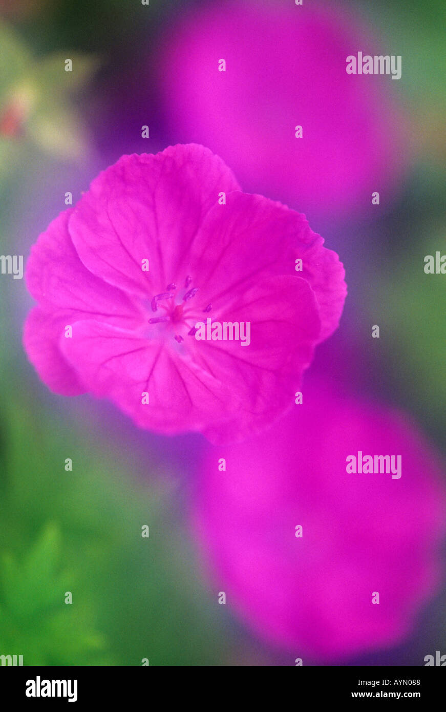 Pink geraniums outdoors in english cottage garden setting with light ...
