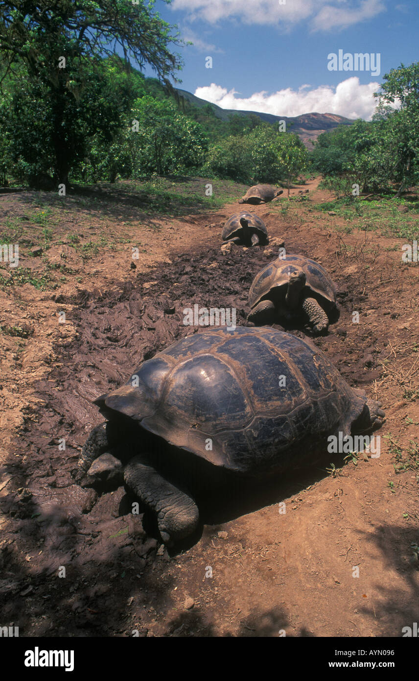 GIANT TORTOISE highway leads them from the sea to freshwater and food in higher ground GALAPAGOS ISLANDS ECUADOR Stock Photo