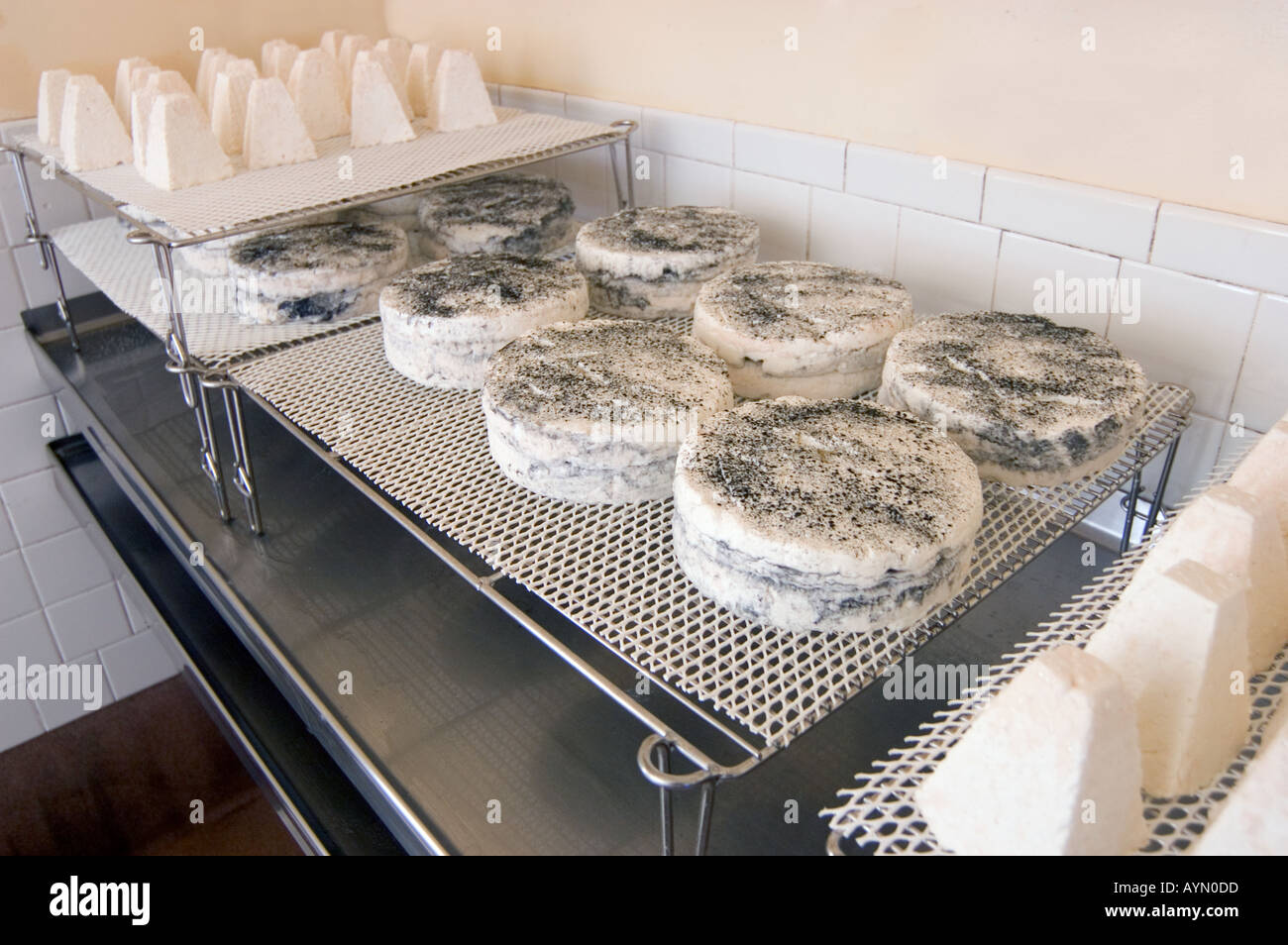 Various types of goat milk cheese are produced at Juiniper Grove Farm a