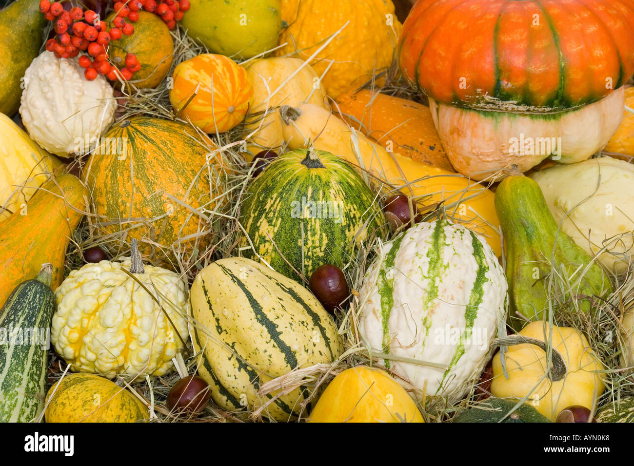 Multicolour multicolor pumpkins Stock Photo