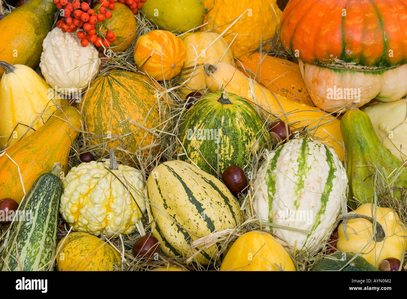 Multicolour multicolor pumpkins Stock Photo