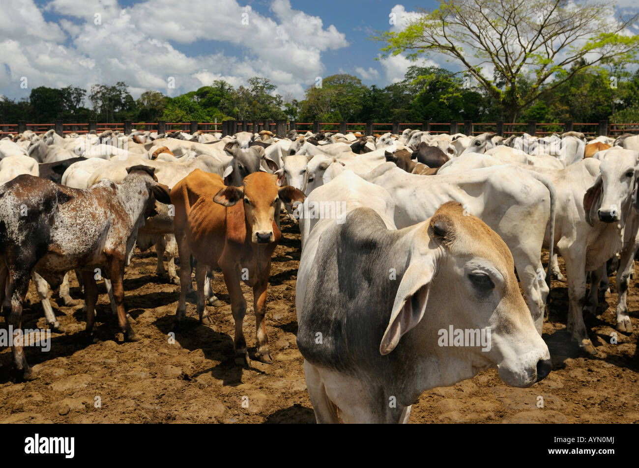 Herd of young Brahman bulls in a pen in Costa Rica Stock Photo