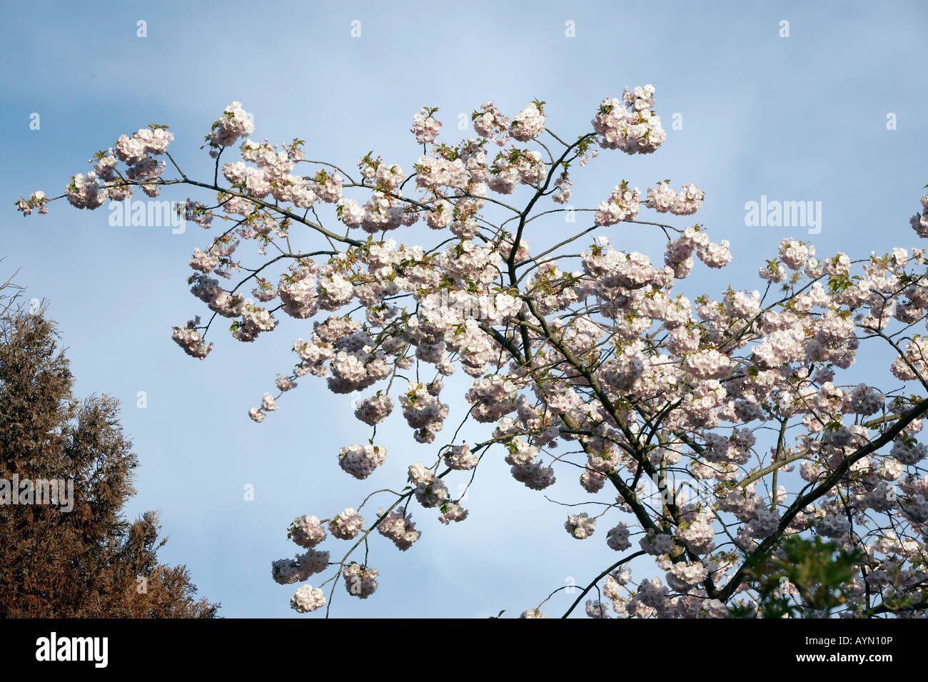 Cherry Blossom tree in full bloom Stock Photo - Alamy