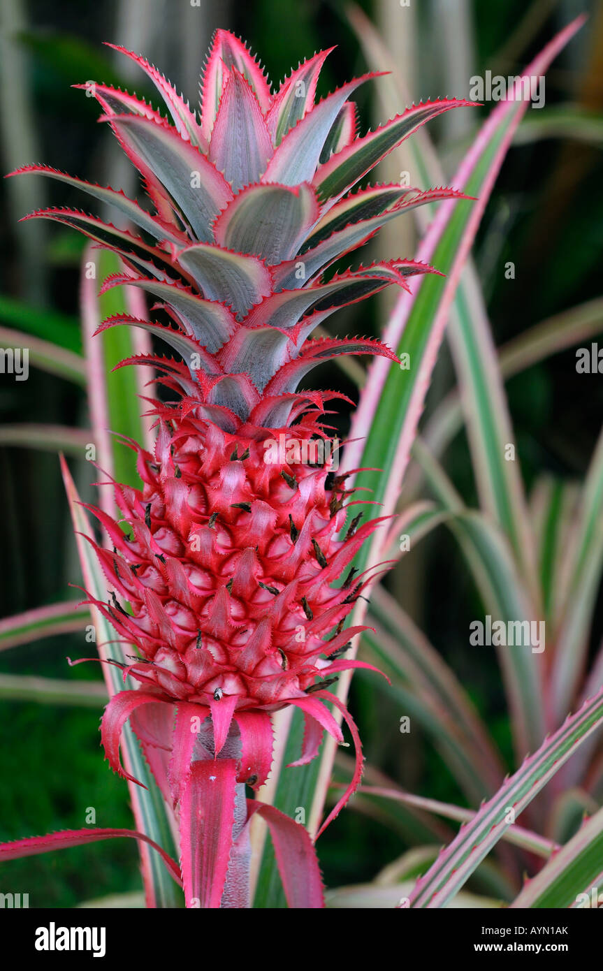 Red Ornamental variegated Pineapple fruit Stock Photo