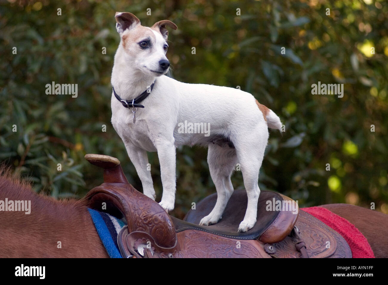 A Dog on the back of a horse  Stock Photo