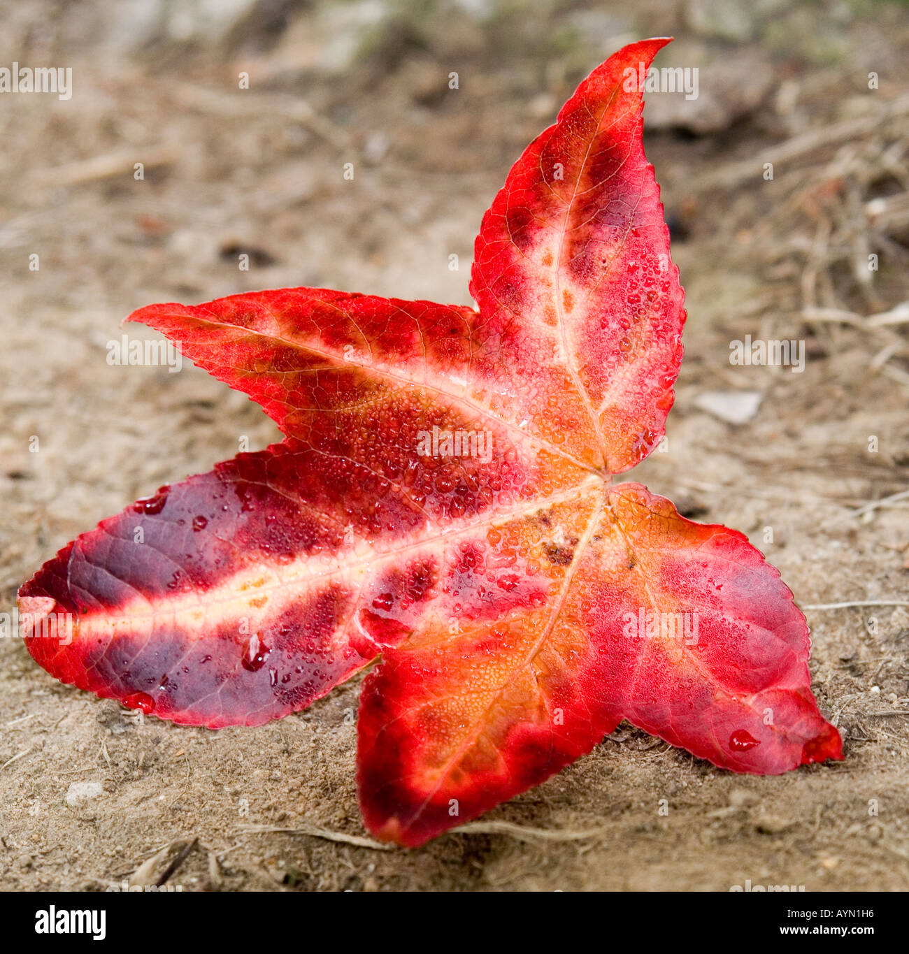 Fallen red sweet gum tree leaf  Liqidambar styraciflua Stock Photo