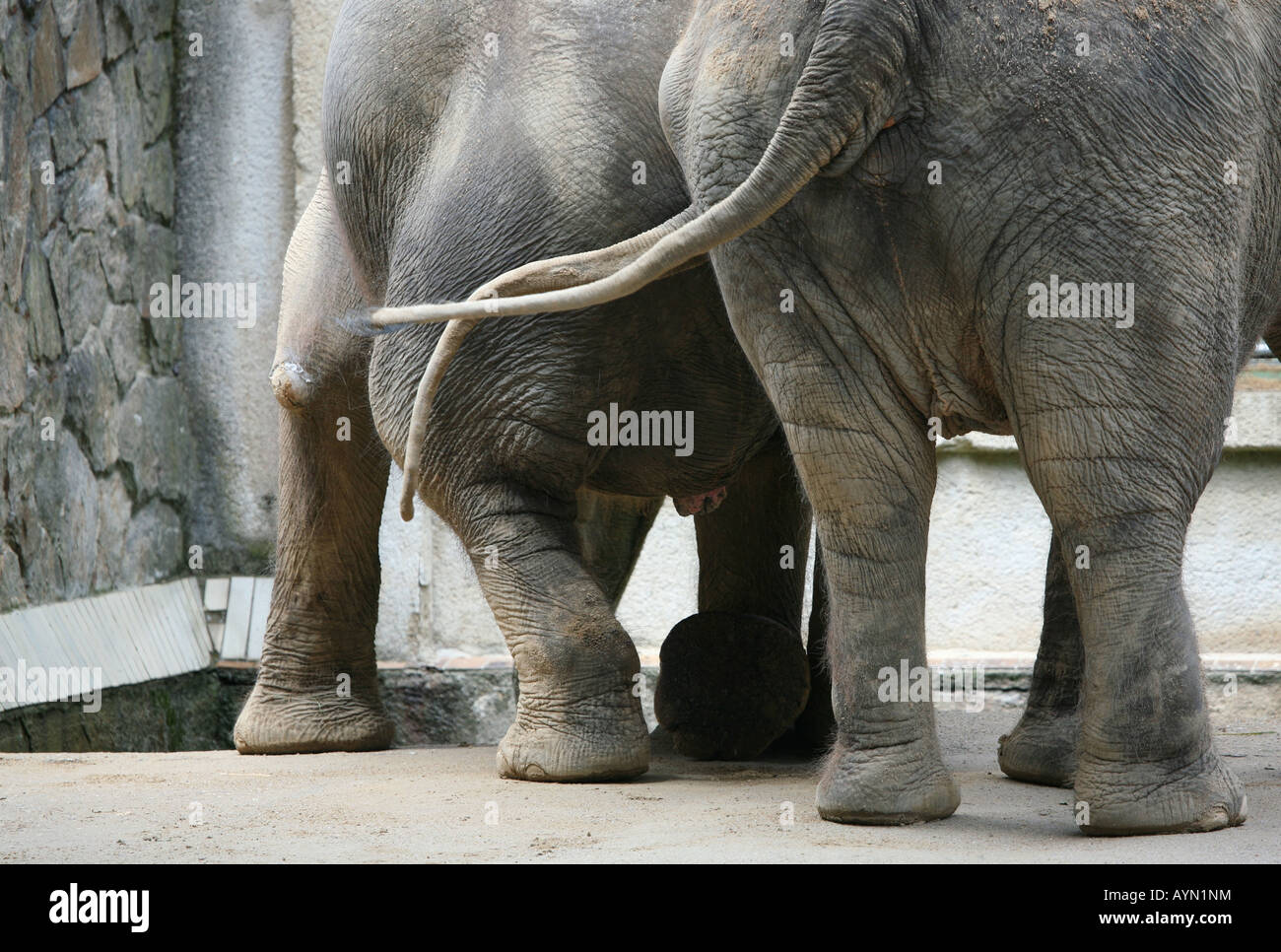 Asian Elephants (Elephas maximus) at Liberec Zoo in Northern Bohemia