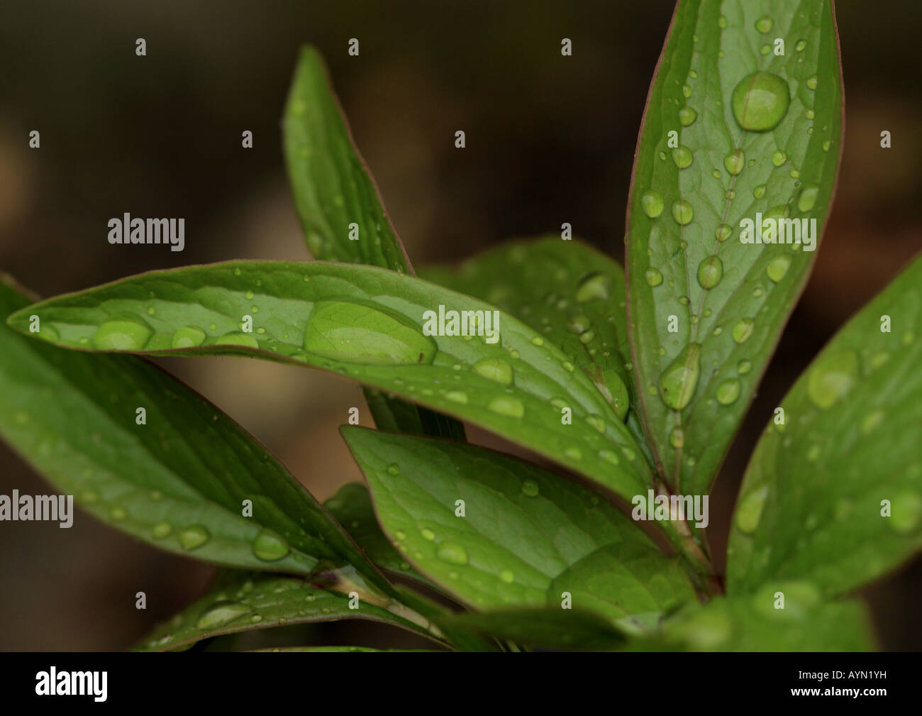 water droplets forming on leaves. Stock Photo