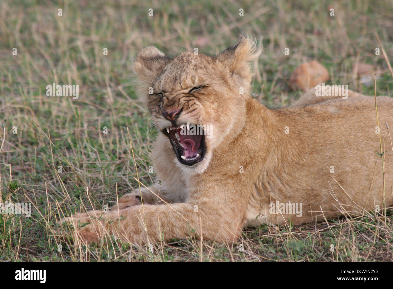 LION CUB IN AFRICAN BUSH Stock Photo - Alamy