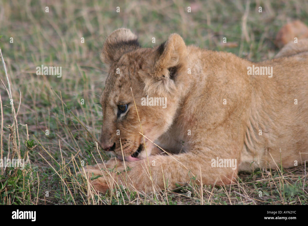 Lion cub learning hi-res stock photography and images - Alamy