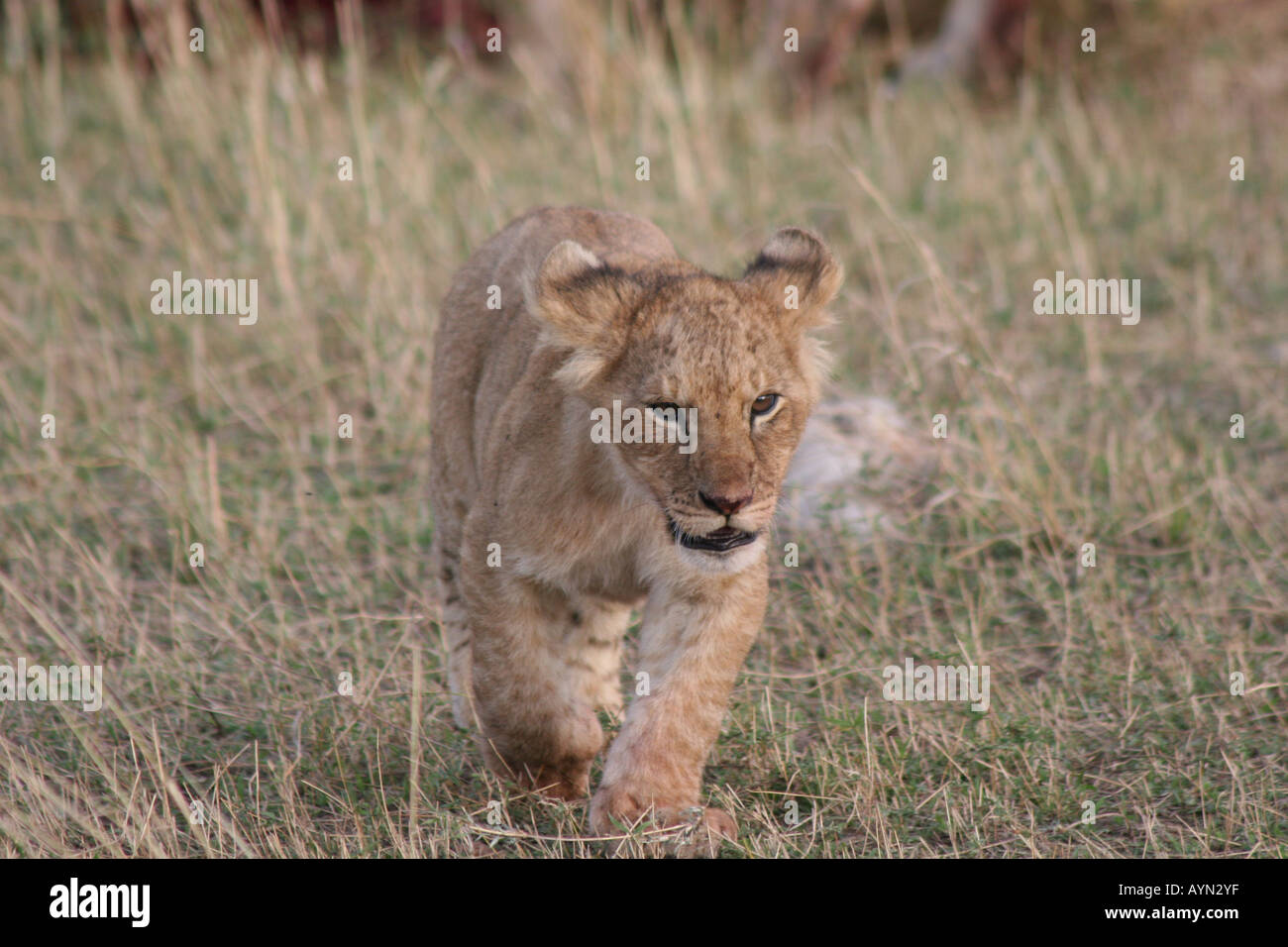 Lion cub learning hi-res stock photography and images - Alamy