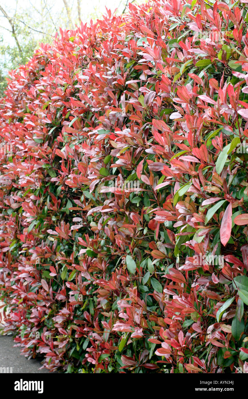 PHOTINIA X FRASERI RED ROBIN MAKES AN EFFECTIVE AND ATTRACTIVE EVERGREEN HEDGE Stock Photo