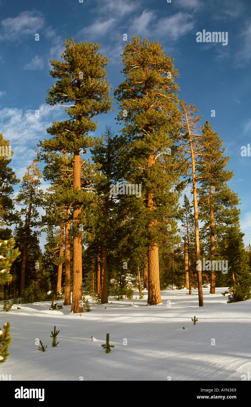 PONDEROSA PINE TREES in a MEADOW of SNOW in THREE SISTERS WILDERNESS in