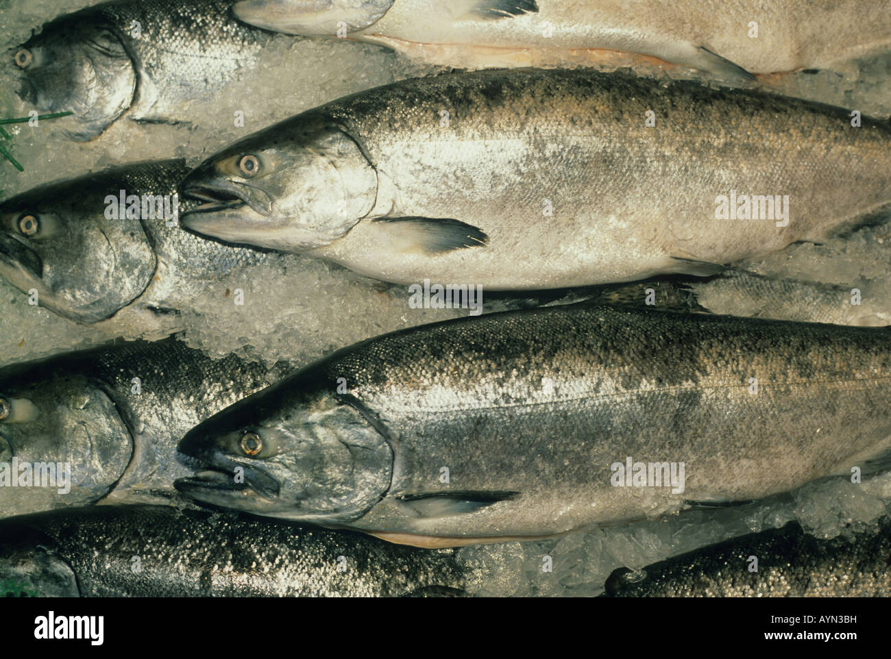 Pacific King or Chinook Salmon (Oncorhynchus tshawytscha) Wild Caught in Alaska,  Pike Place Market, Seattle WA USA Stock Photo