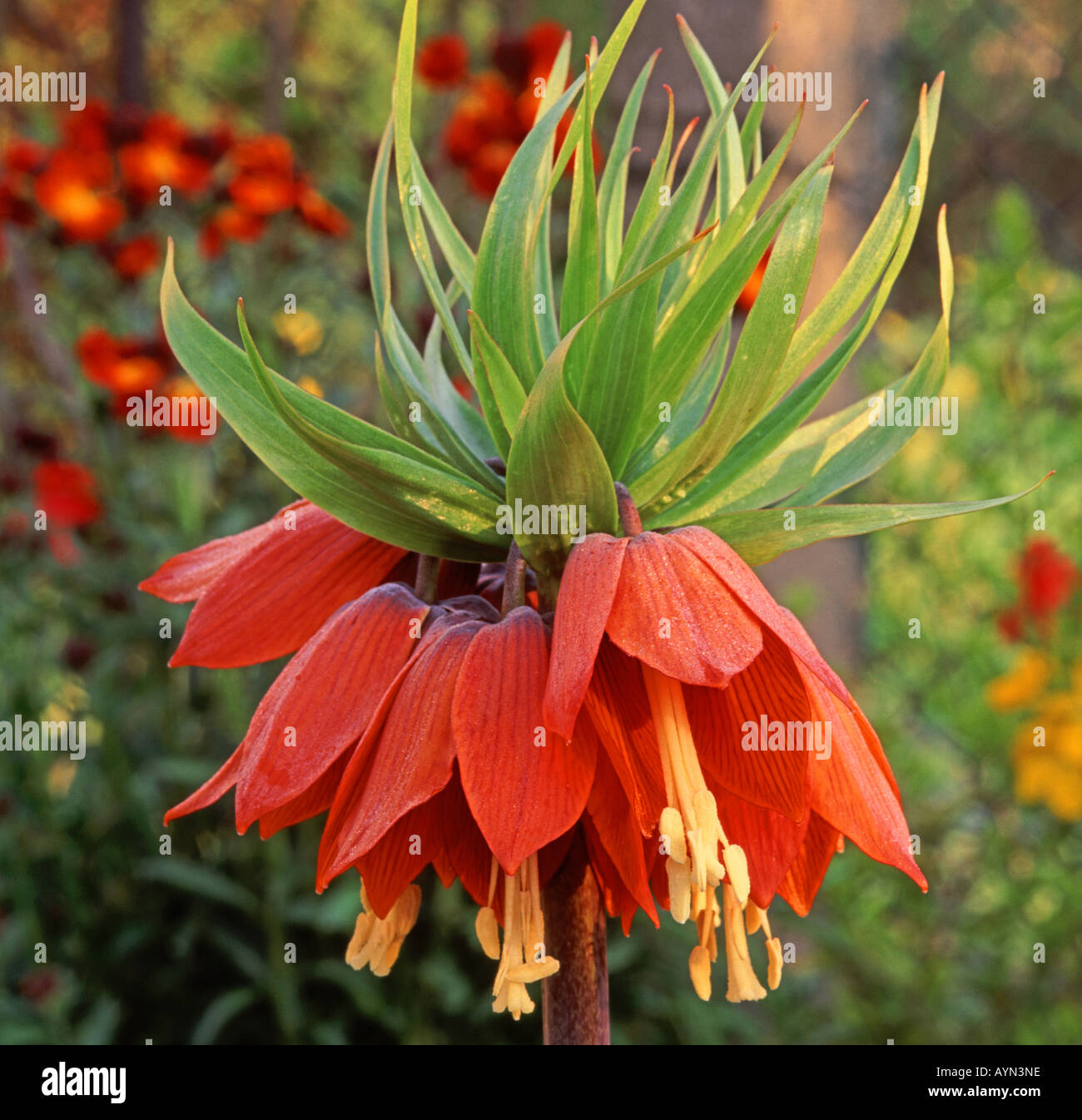 Fritillary Fritillaria imperialis close up Stock Photo
