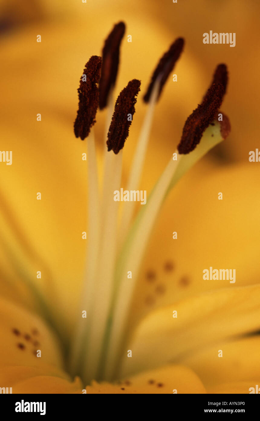 Stamens of the yellow lily Hemerocallis Stock Photo