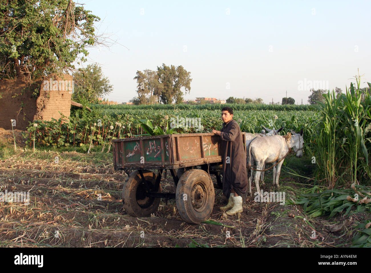 Egyptian man field countryside hi-res stock photography and images - Alamy