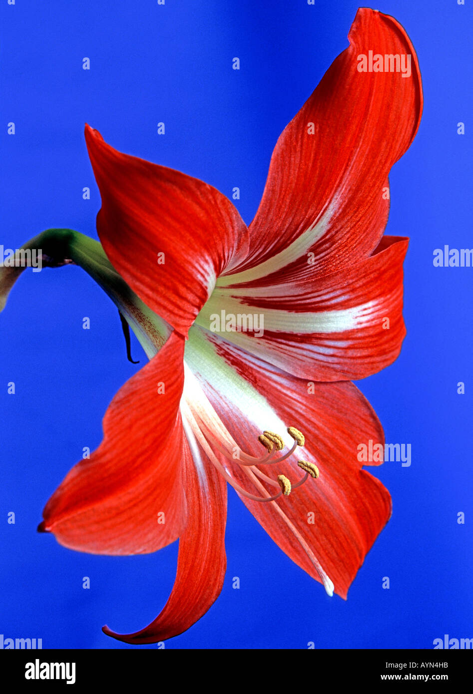 Red amarylis flower on the blue background Stock Photo