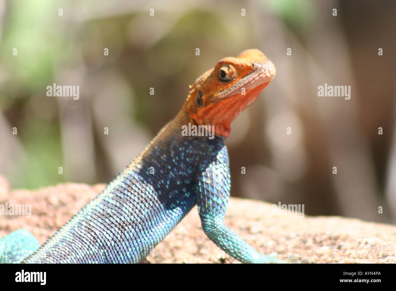 LIZARD IN AFRICA Stock Photo - Alamy