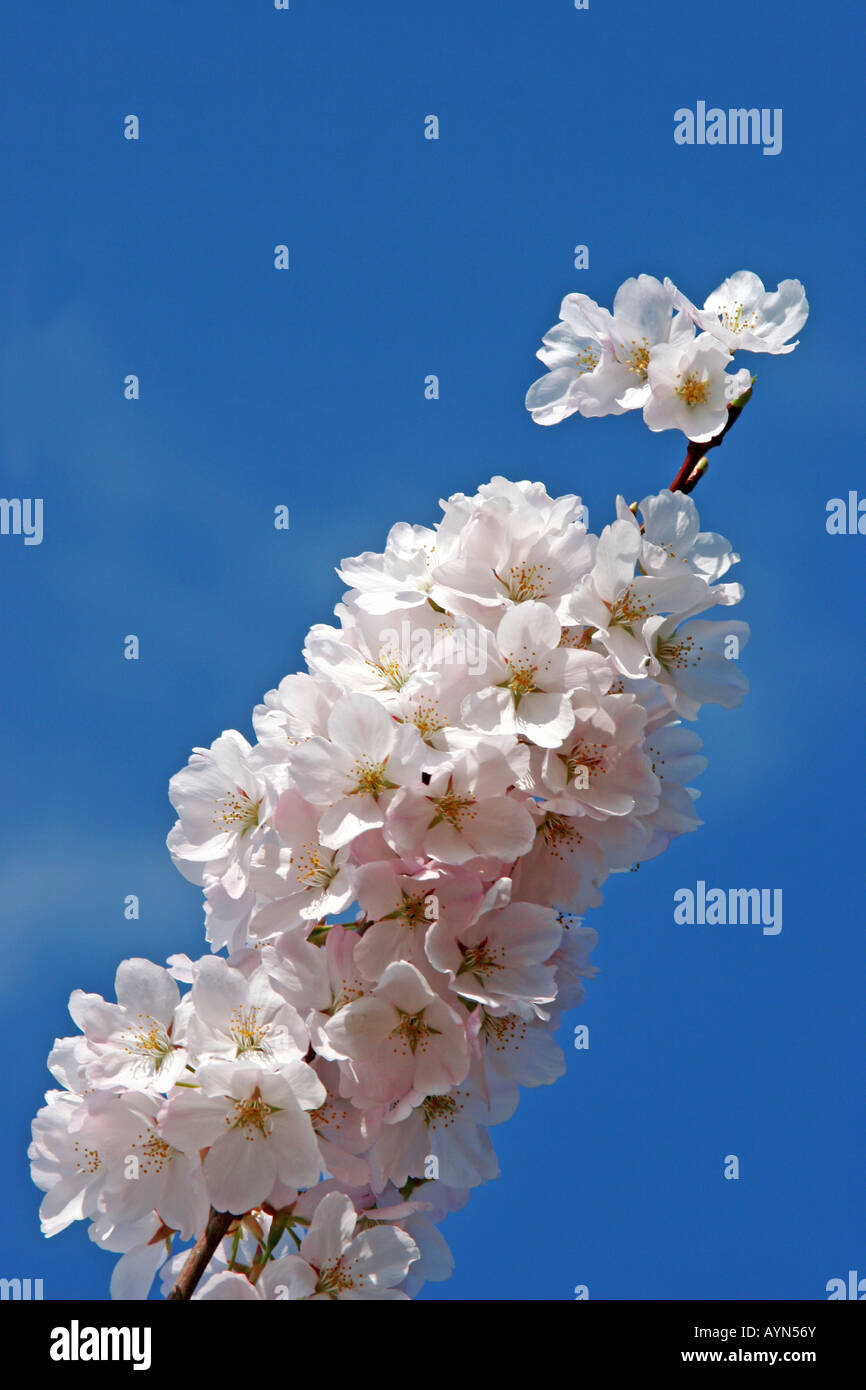 Cherry blossom in full bloom reaching for the sky Stock Photo