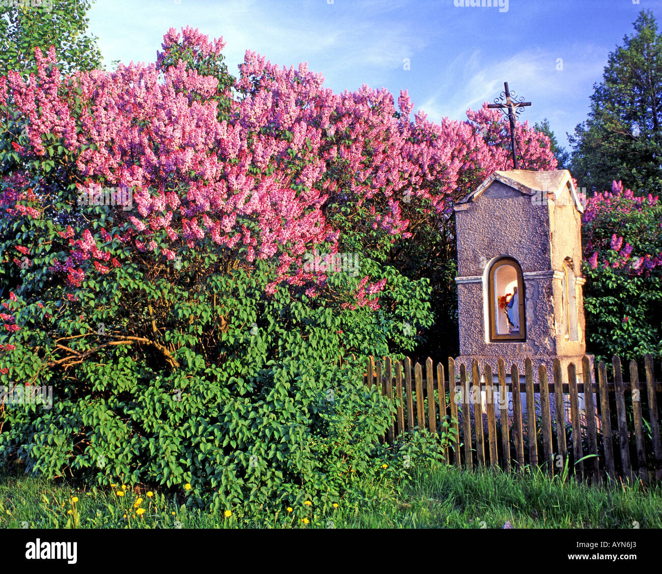 Chapel and the blooming lilacs in the fields Mazovia Poland Stock Photo