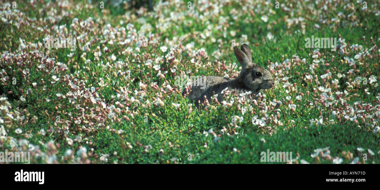 Flora and fauna of the british isles hi-res stock photography and ...