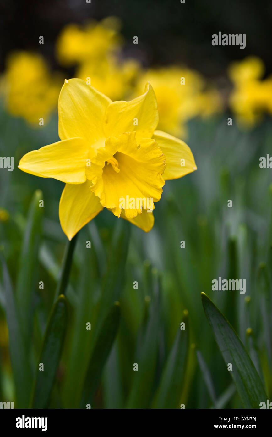 Narcissus Carlton. Daffodil. Stock Photo