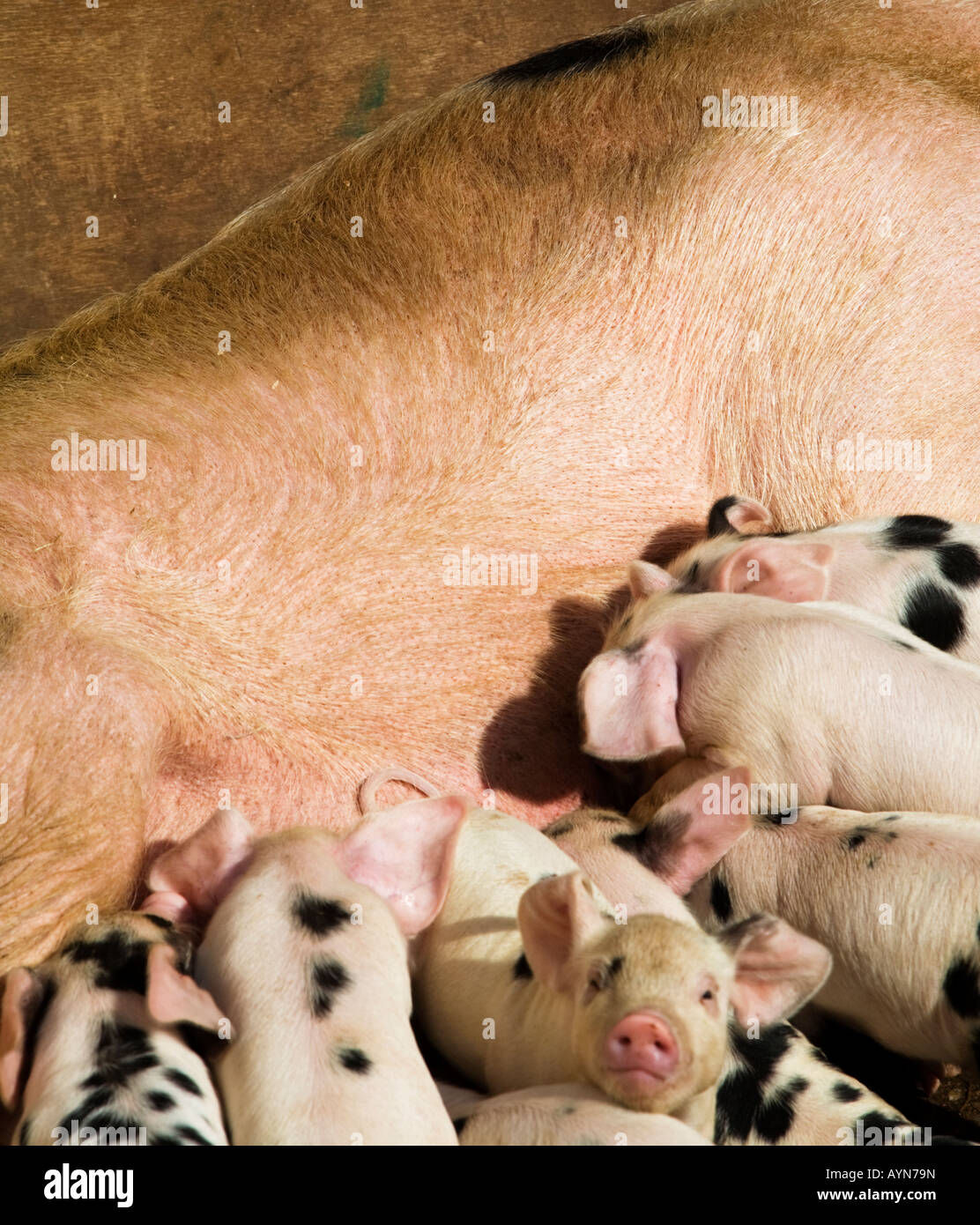 Sow pig feeding her piglets,England,UK Stock Photo