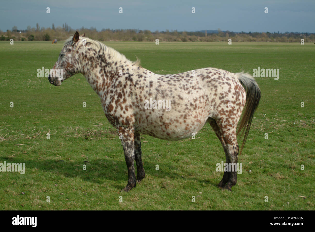 Horse on Port Meadow, Oxford, England, UK Stock Photo Alamy