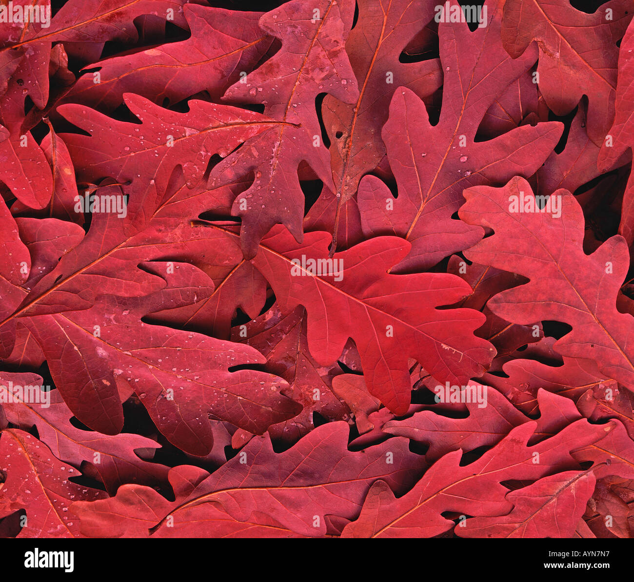 Purple white oak leaves in autumn Quercus alba Stock Photo Alamy