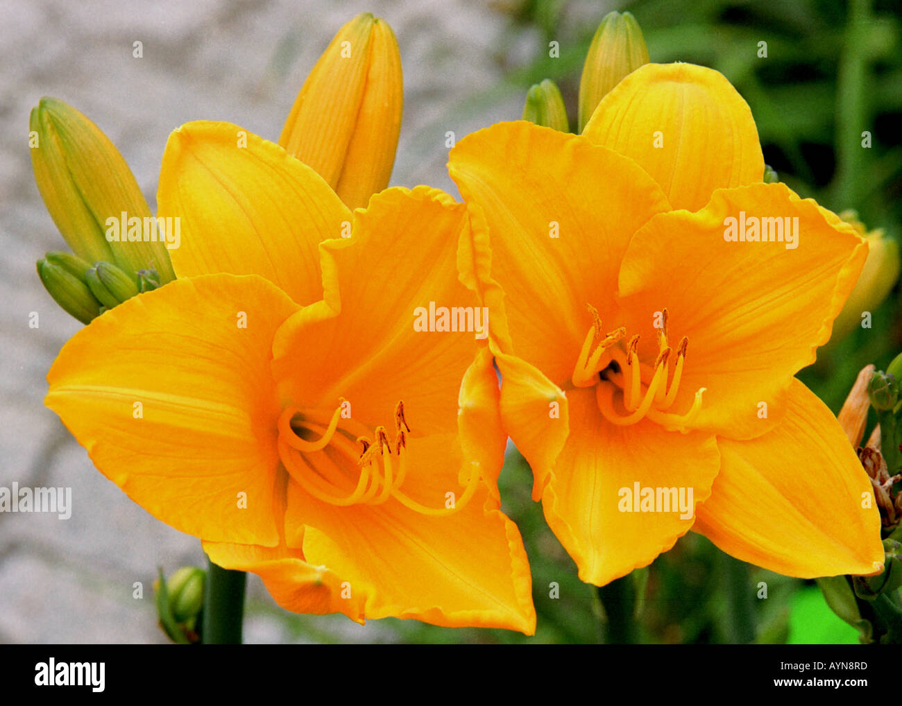 Two yellow lilies Hemerocallis Stock Photo Alamy
