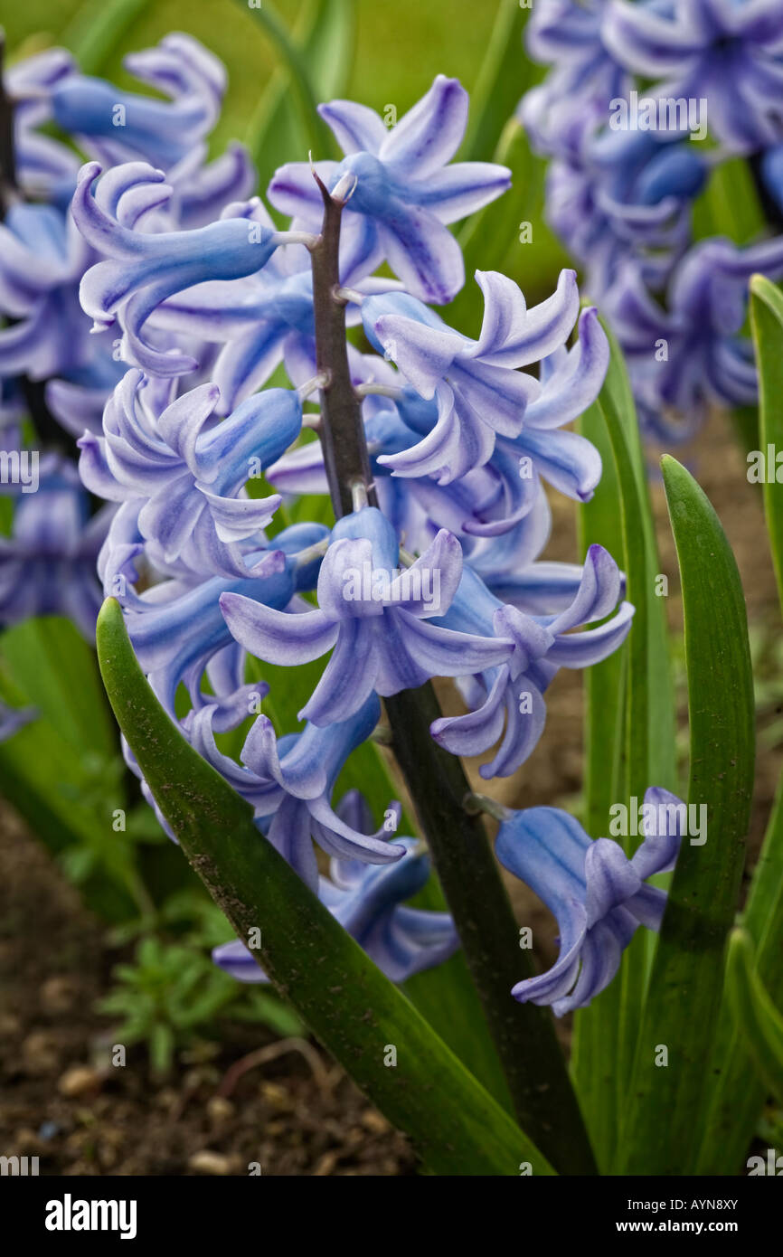 Hyacinth 'Blue Giant' Stock Photo - Alamy