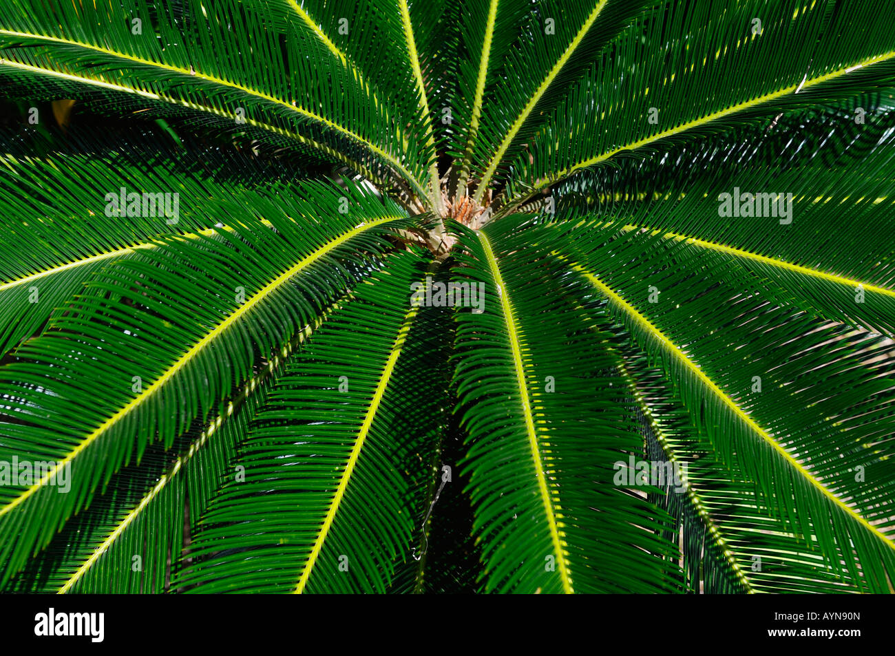 Green whorl of cycad frond leaves in full tropical sun Costa Rica Stock Photo