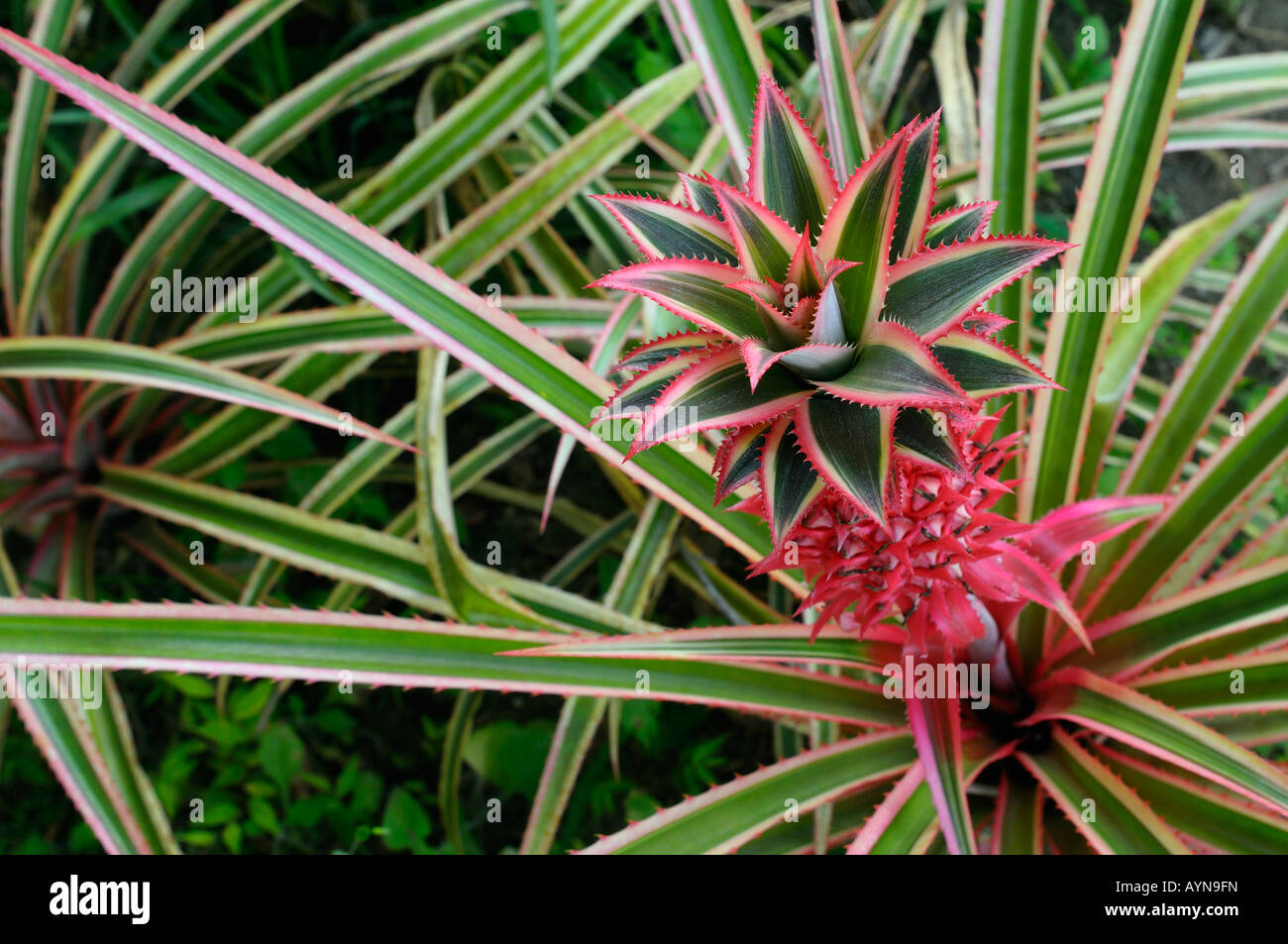 Terminal tuft and swirl of spikey leaves on a Red Ornamental variegated Pineapple Ananas bracteatus Striatus Costa Rica Stock Photo